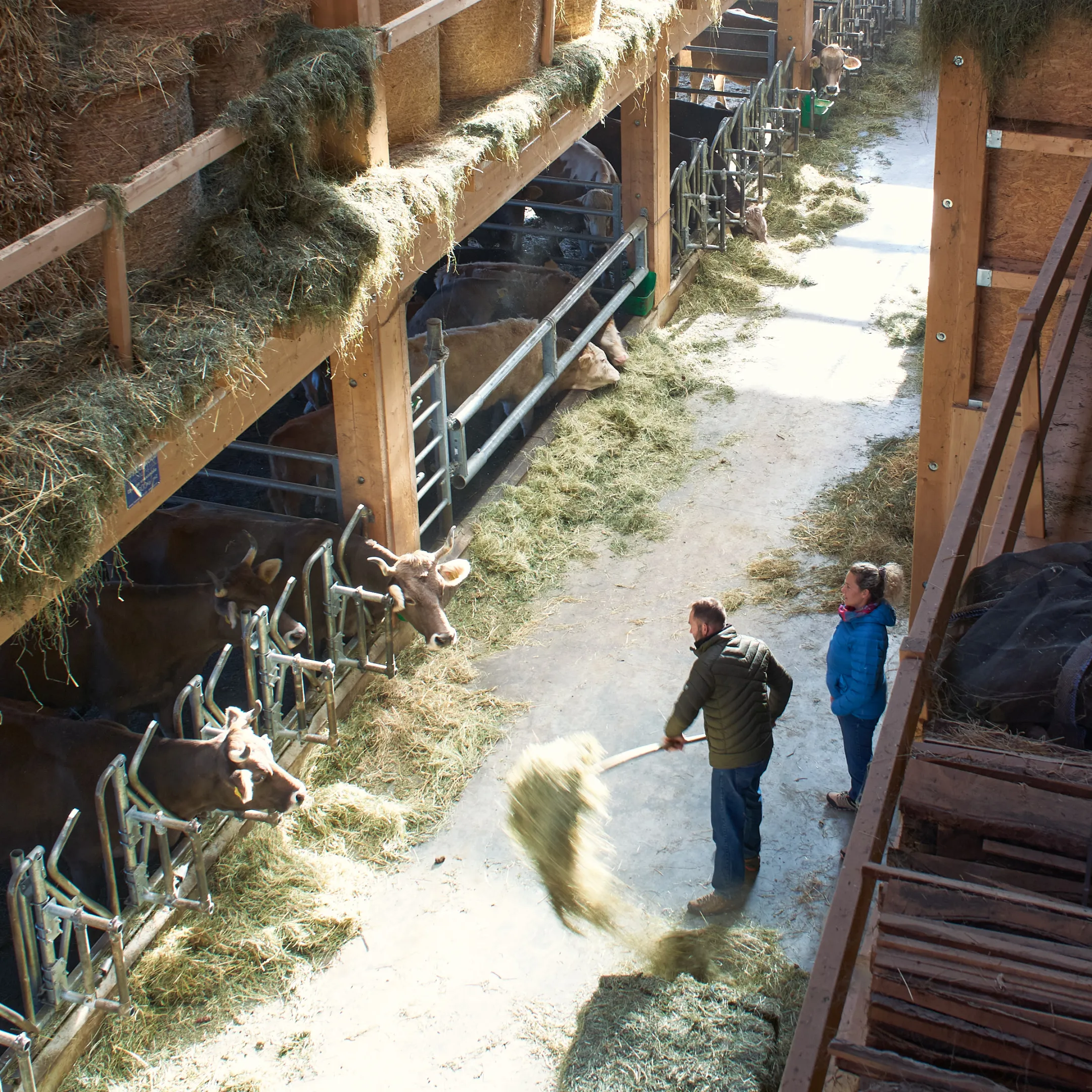 Notre histoire Etable Vaches Foin