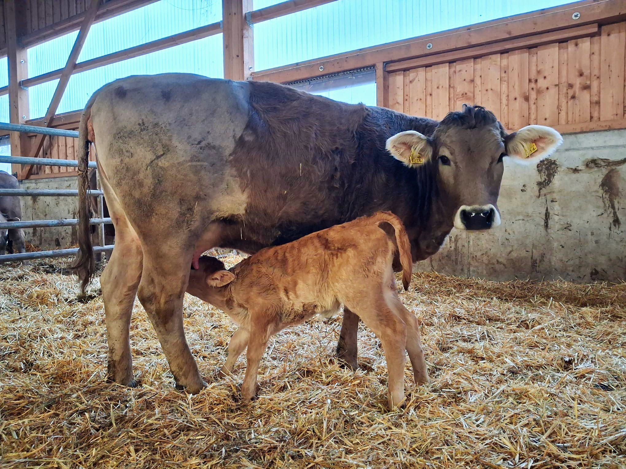 Notre histoire Vache Veau Tetee Etable