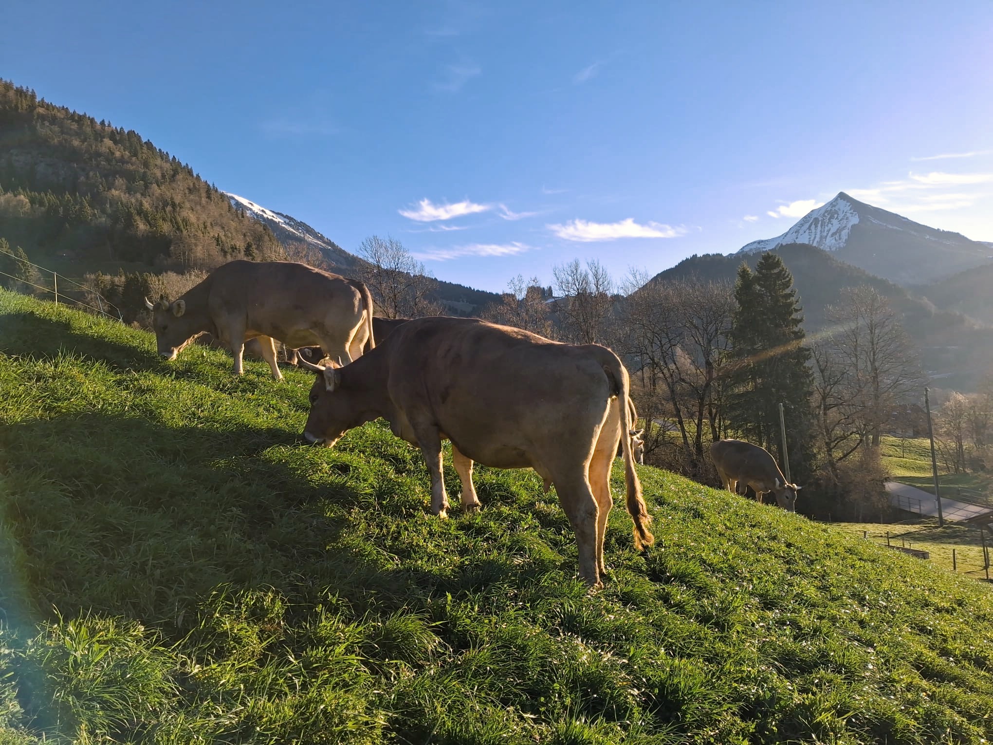 Nos produits Vaches Colline Montagne